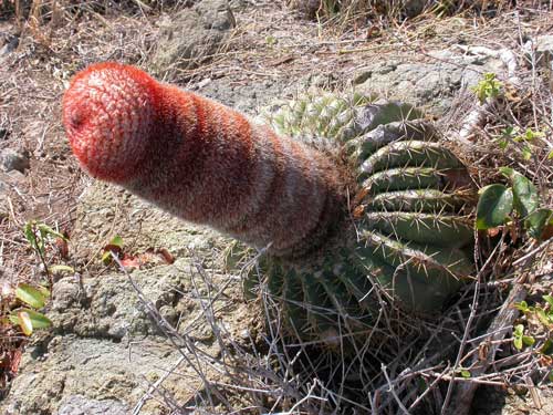 Funny shaped cactus